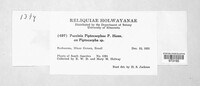 Puccinia piptocarphae image